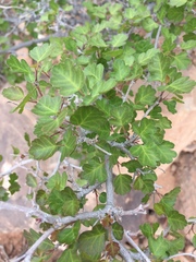 Rhus aromatica simplicifolia
