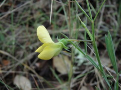 Lathyrus annuus