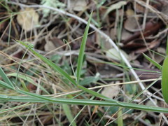 Lathyrus annuus