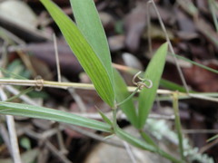 Lathyrus annuus
