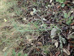 Lathyrus annuus