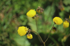Calceolaria filicaulis