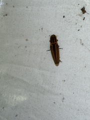 Semiotus ligneus image