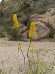 Eschscholzia papastillii