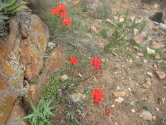 Nerine sarniensis