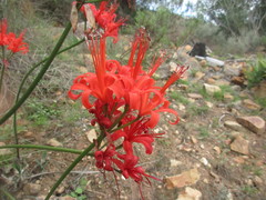 Nerine sarniensis