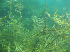 Carpophyllum flexuosum