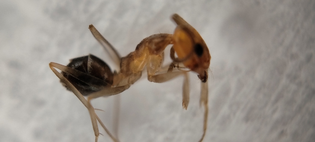 Dorymyrmex chilensis