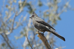 Phainopepla photo 1