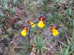 Cyrtochilum aureum
