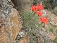 Nerine sarniensis