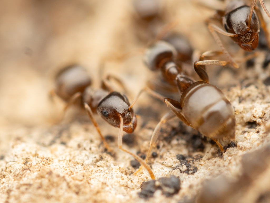 Alien field ant