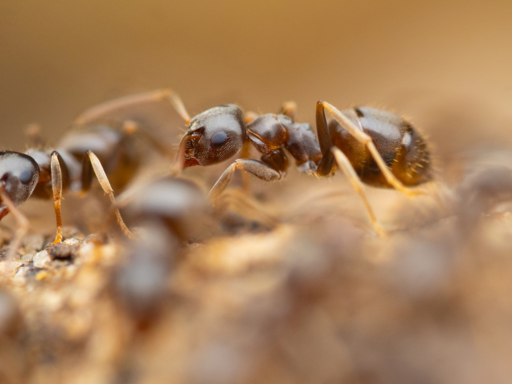Cornfield Ant