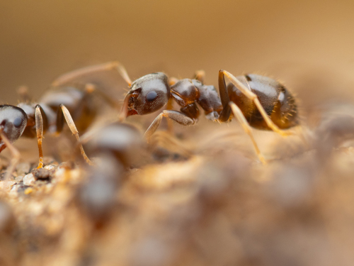 Representative image of Lasius alienus