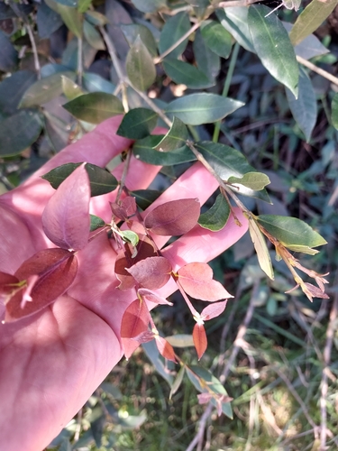 Image of Eugenia Uruguayensis (Eugenia uruguayensis) by (c) Roderick Cameron, some rights reserved (CC BY)