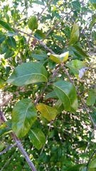 Secamone