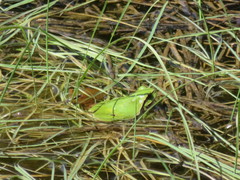 Hyla molleri