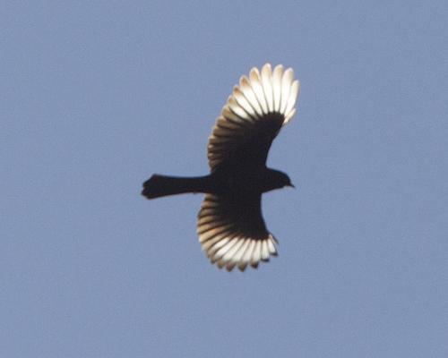 Phainopepla, photo 4 of 10