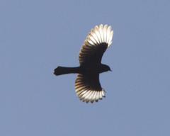 Phainopepla photo 5