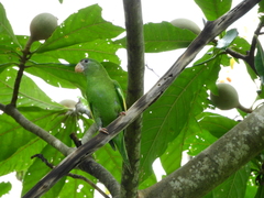 Brotogeris versicolurus