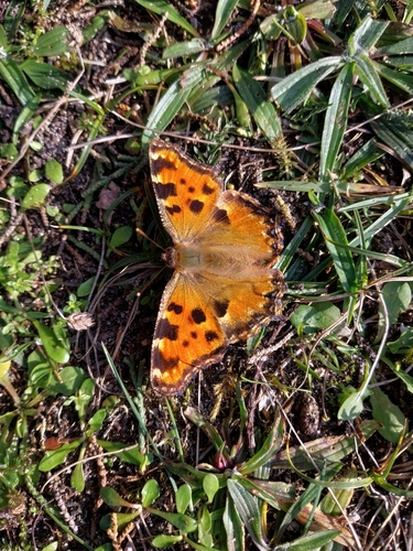 Nymphalis polychloros