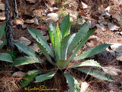 Agave maximiliana
