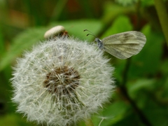 Dismorphiinae