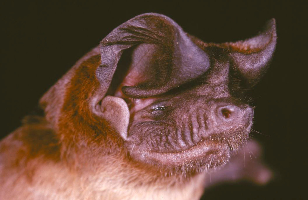 Trevor's Free-Tailed Bat
