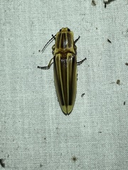 Semiotus ligneus image