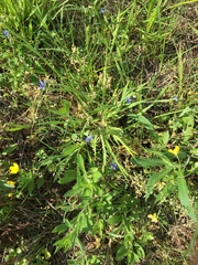 Sisyrinchium montanum