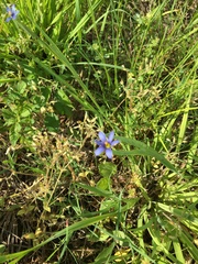Sisyrinchium montanum