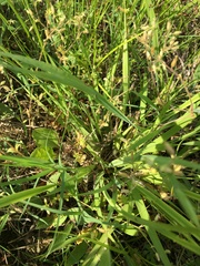 Sisyrinchium montanum