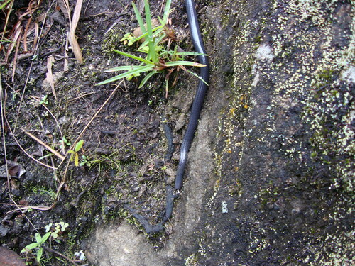Bailey's Blind Snake