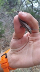 Plestiodon tetragrammus