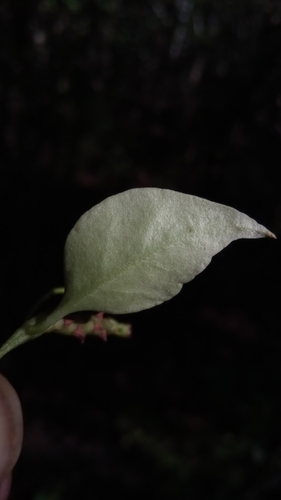 Basella madagascariensis image