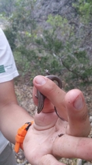 Plestiodon tetragrammus