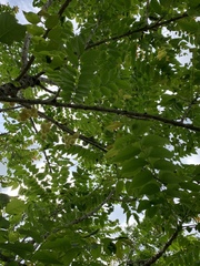 Phyllanthus acidus