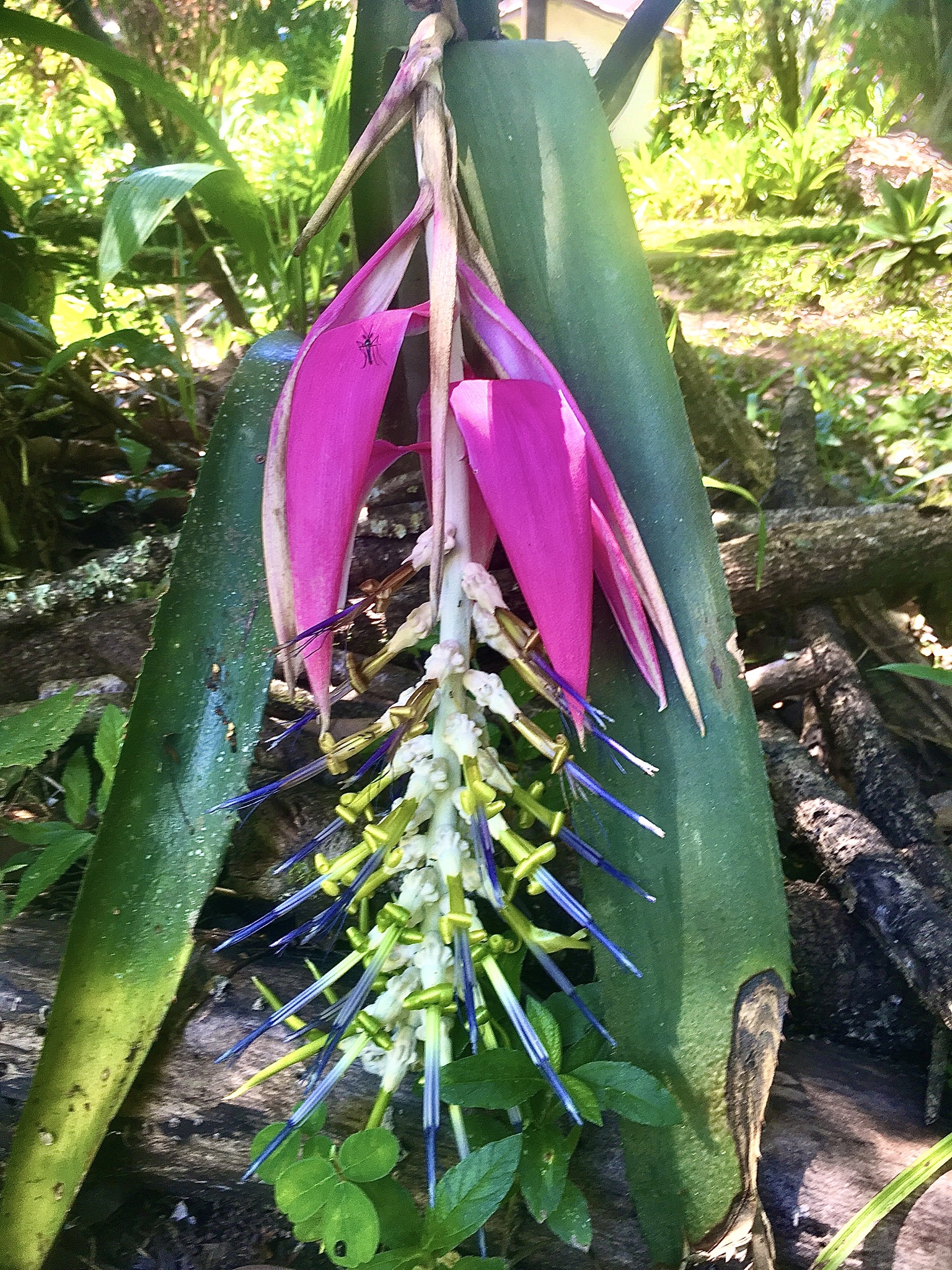 Billbergia zebrina