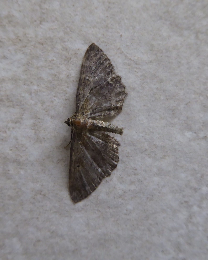 Horisme scorteata