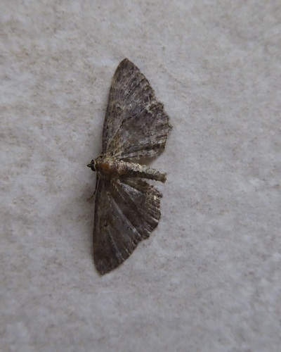 Horisme scorteata
