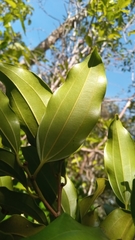 Bathiorhamnus reticulatus image