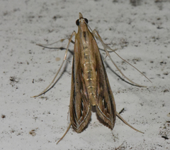Euclasta gigantalis