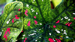 Caladium bicolor