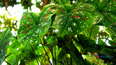 Caladium bicolor