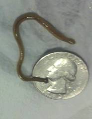 Bipalium adventitium