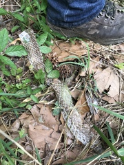 Pantherophis obsoletus