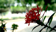 Ixora coccinea