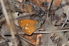 Coenonympha corinna