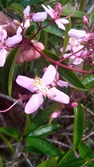 Dichaetanthera