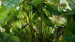 Caladium bicolor